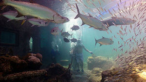 St. Thomas Sea-Trek